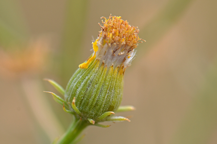 Smooth Threadleaf Ragwort is of the genus Senecio which as a group have similar technical characteristics found in the phyllaries surrounding the “flower” head. One characteristic is the black or dark spots on the pointed tips of the phyllaries. Senecio flaccidus var. monoensis 